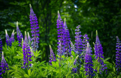 k-lupins-5247986_1280_2.jpg
